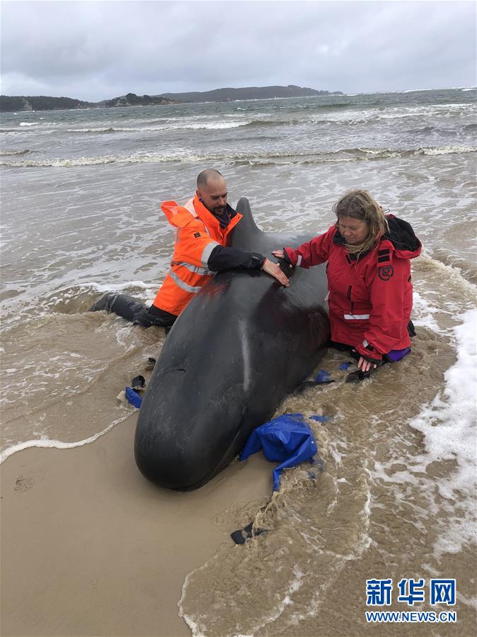 鯨魚擱淺能救活嗎_擱淺鯨魚_鯨魚擱淺為什么會死亡