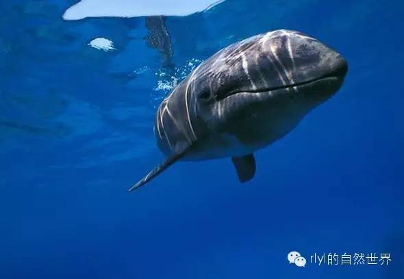 鯨魚擱淺能救活嗎_鯨魚擱淺為什么會死亡_擱淺鯨魚