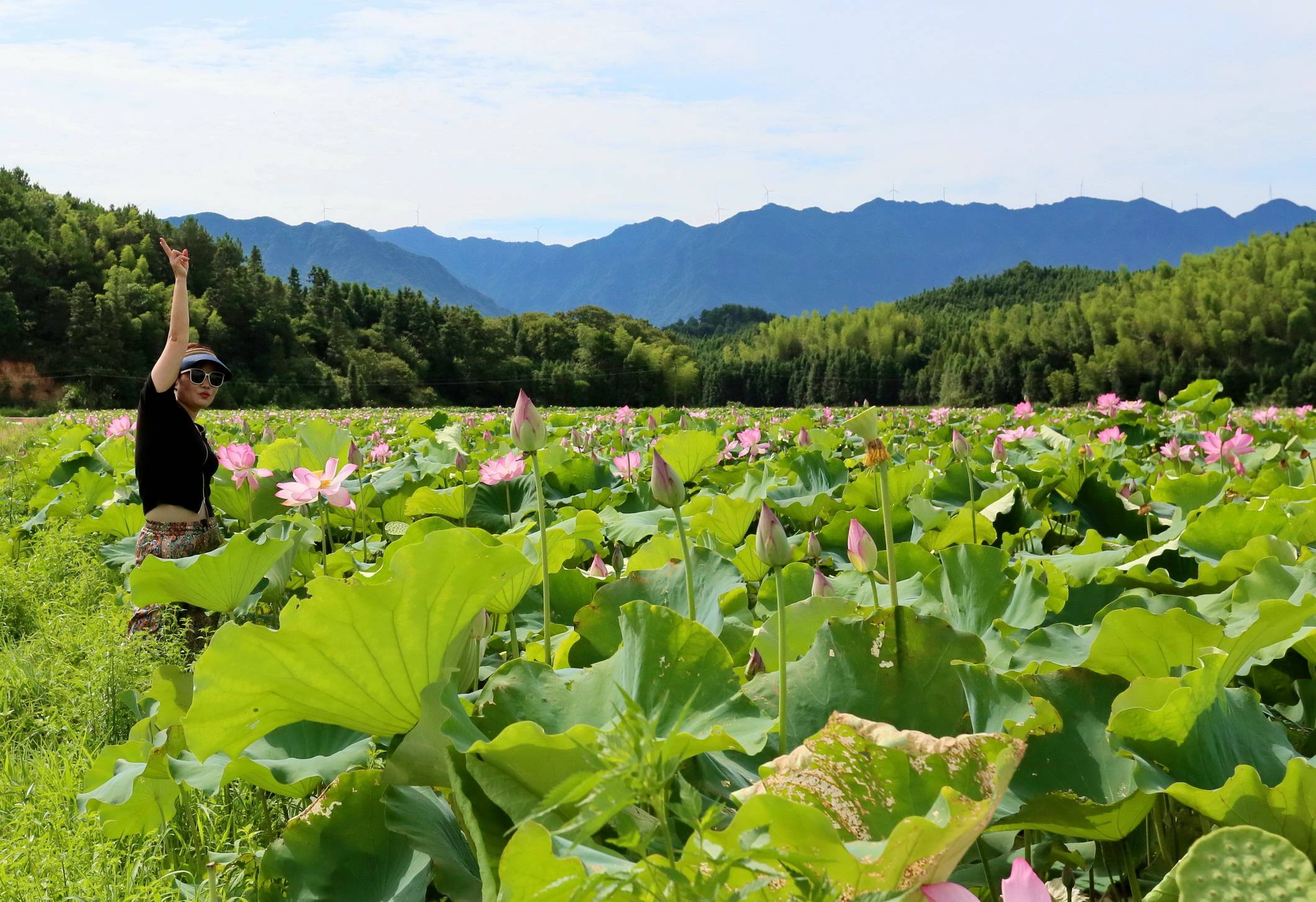 娃娃魚中國分布_娃娃魚中國有多少只_中國娃娃魚