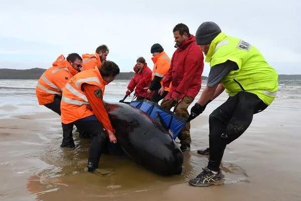 鯨魚擱淺為什么會死亡_鯨魚擱淺能救活嗎_擱淺鯨魚