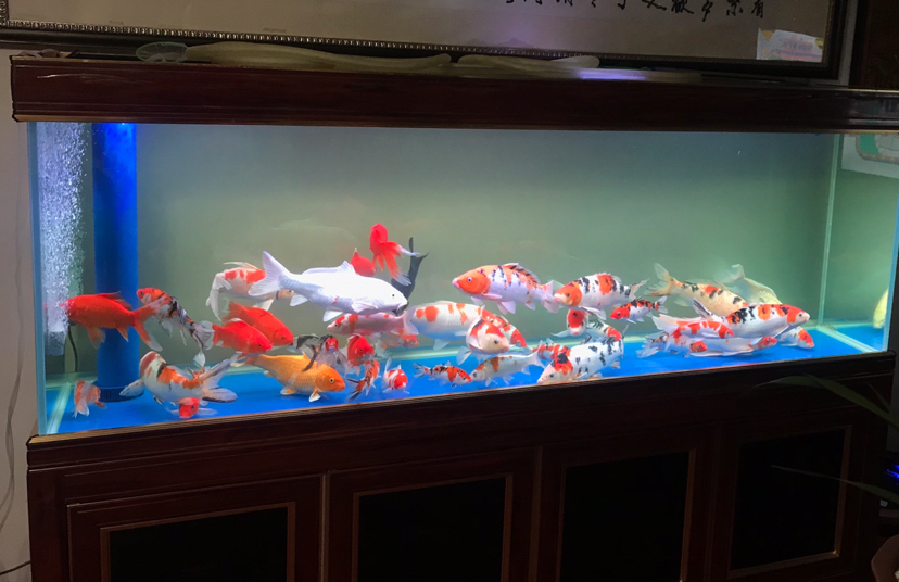 錦鯉水渾濁怎么辦，為什么水會變渾濁魚缸水