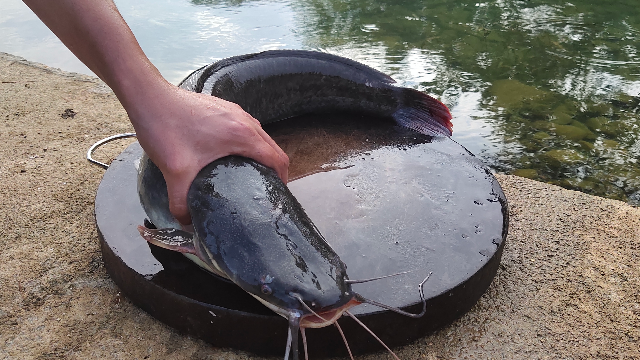 鲴魚與鯰魚區別_鯰魚鮰魚的區別_鮰魚和鯰魚的區別