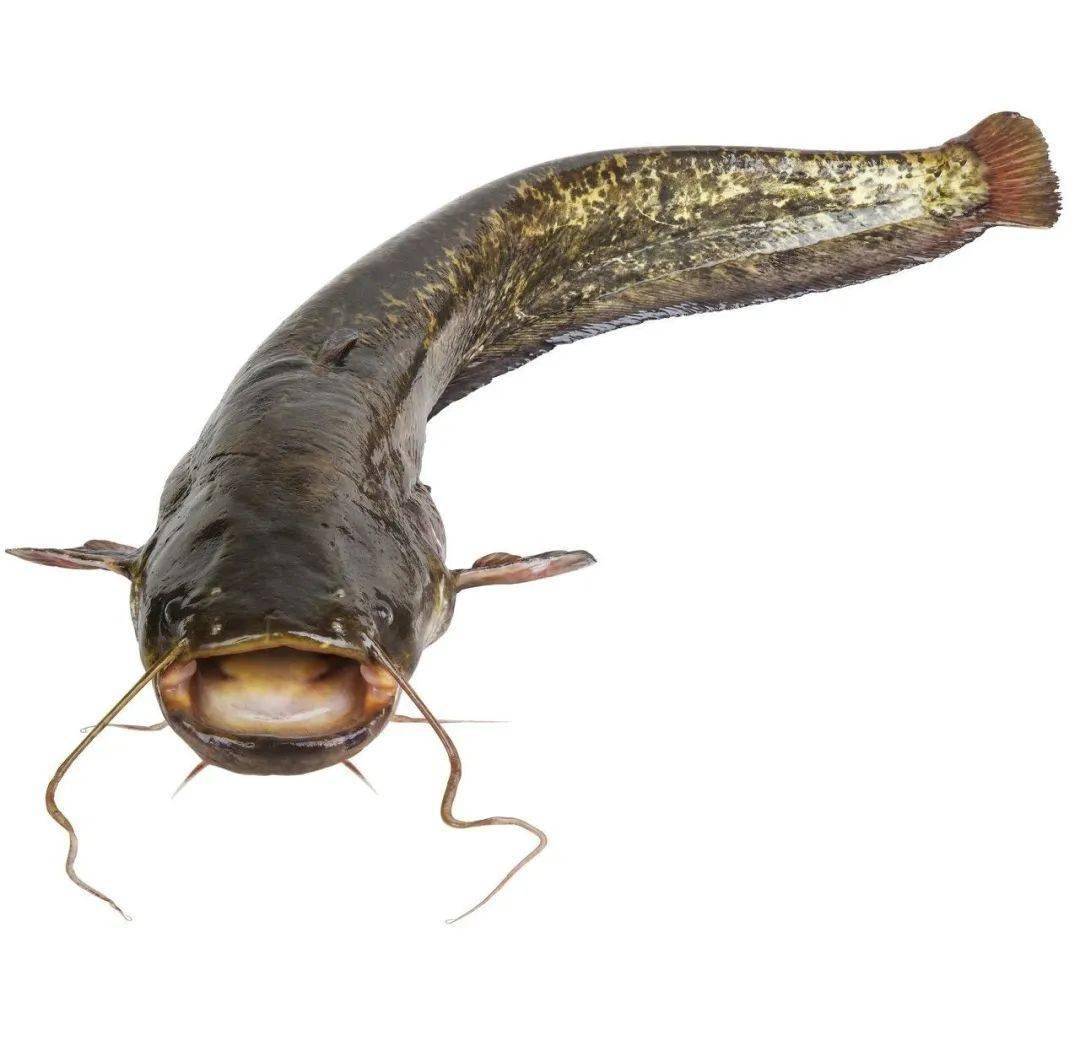 鲴魚與鯰魚區別_鮰魚和鯰魚的區別_鯰魚鮰魚的區別