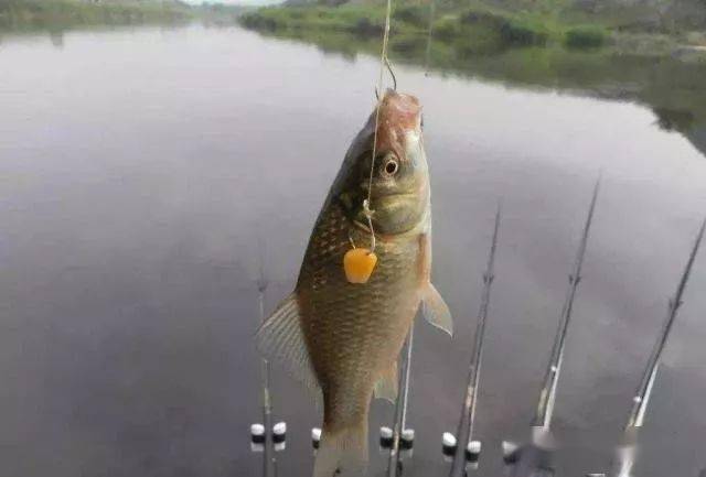 釣鯽魚用鉤選擇_釣鯽魚用幾號鉤_釣鯽魚魚鉤用幾號