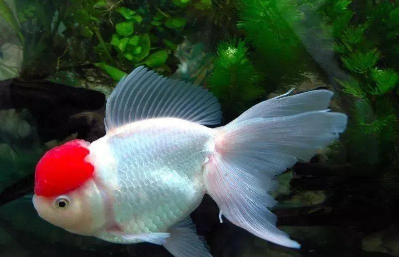 金魚的英語說法和例句，你知道嗎？金魚英語