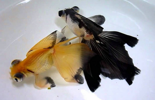 金魚記憶真的只有7秒_金魚的記憶_金魚記憶有幾秒