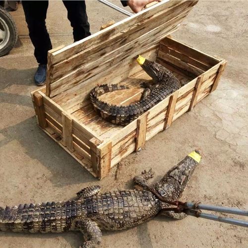 鱷魚舌頭_鱷魚的舌頭長什么樣_鱷魚的舌頭的作用