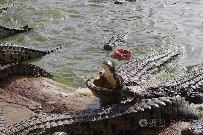 鱷魚的舌頭的作用_鱷魚的舌頭長什么樣_鱷魚舌頭
