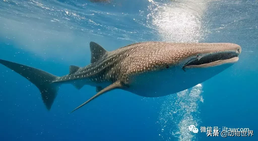 世界上最大的10種魚，長啥樣？