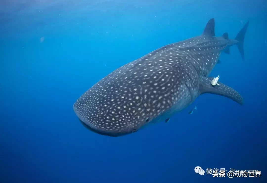 世界上最大的魚是什么魚_魚世界視頻高清視頻_魚世界視頻