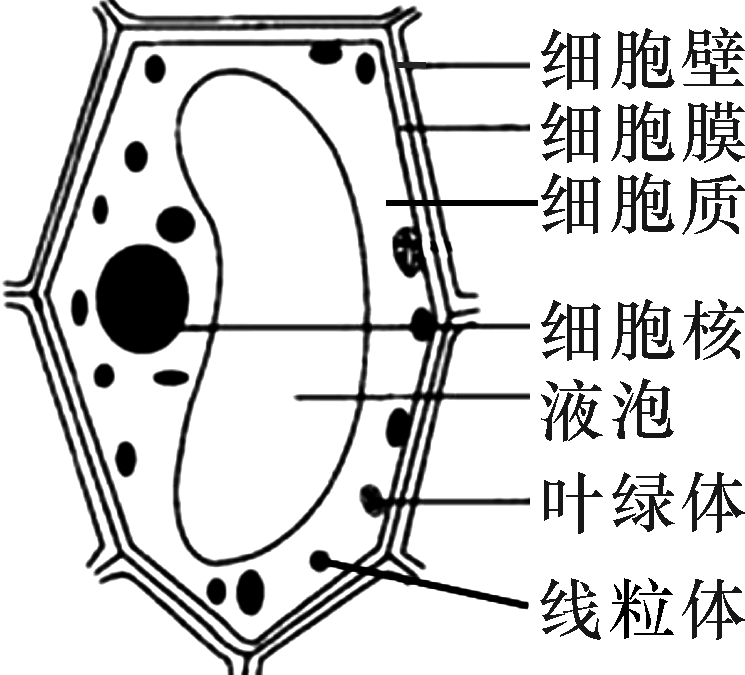 非洲爪蟾細胞局部NPC的三維結構（NPC）