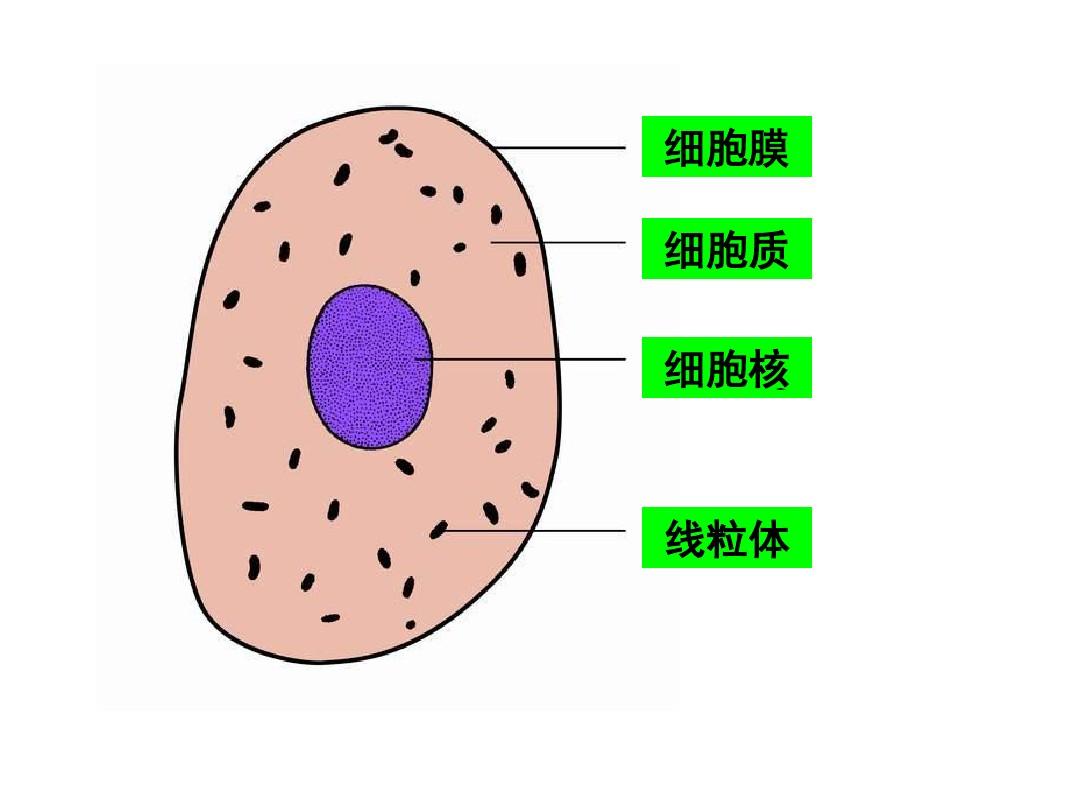 非洲爪蟾卵母細胞_非洲爪蟾怎么養_非洲爪蟾