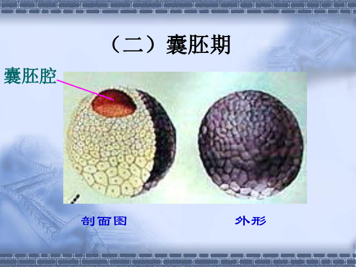 非洲爪蟾個體早期發育個體發育個體