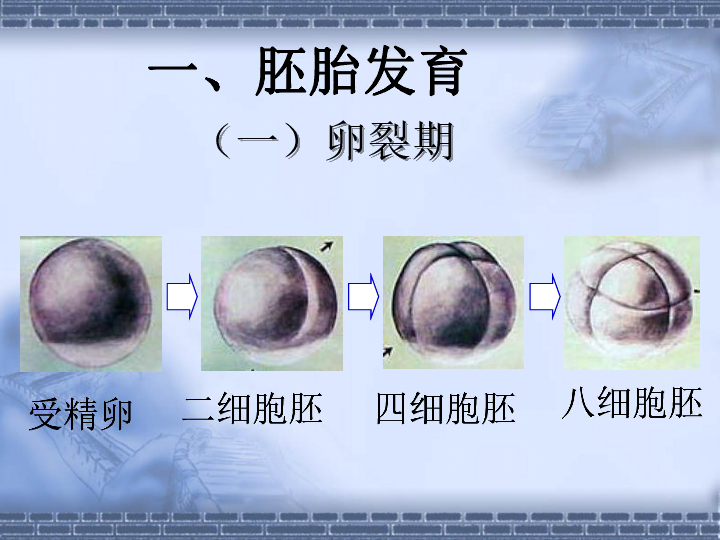 非洲爪蟾的核移植實驗_非洲爪蟾讀音是什么_非洲爪蟾