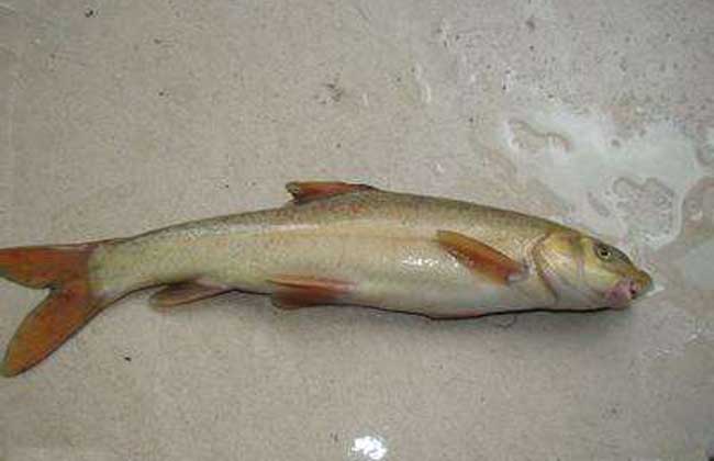 新疆大頭魚_新疆大頭魚屬于什么動物_新疆大頭魚圖片