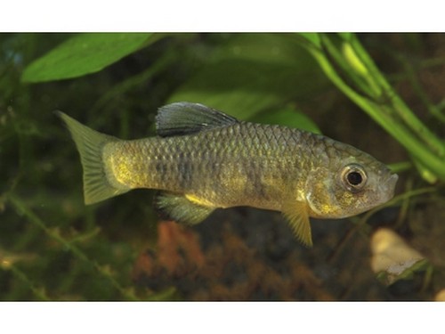新疆大頭魚_新疆大頭魚圖片_新疆大頭魚屬于什么動物