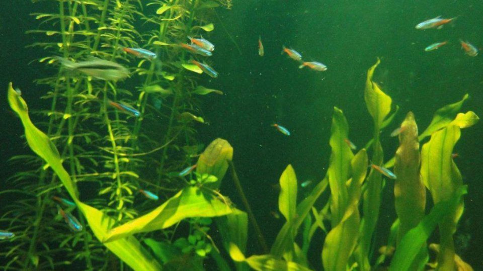 水庫釣魚_景洪市免費釣魚水庫_五指山附近免費釣魚水庫