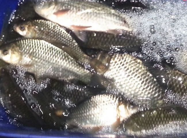 五指山附近免費釣魚水庫_景洪市免費釣魚水庫_水庫釣魚