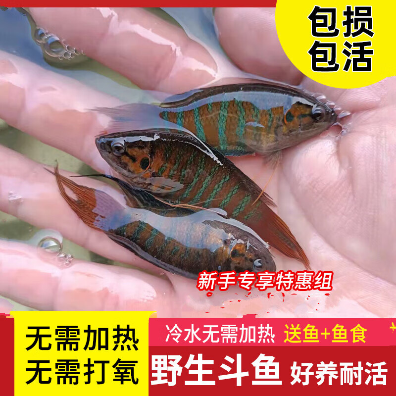 巨型塘鱧_巨型塘鲺吃人_巨型塘鲺