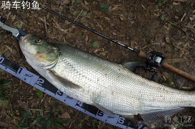 新手魚竿推薦_魚竿推薦_魚竿推薦購買排行