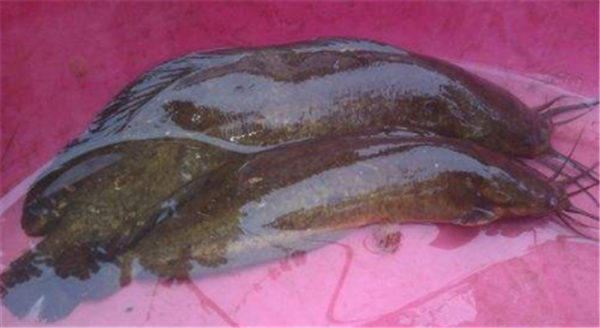 埃及塘虱怎么做好吃_埃及塘虱和本地塘虱區別_埃及塘虱