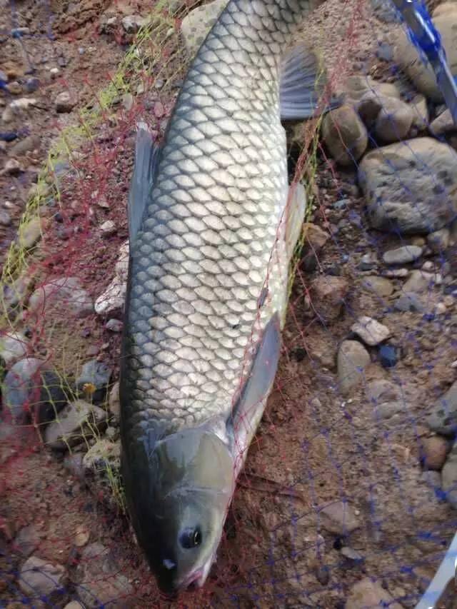 水庫釣大魚_釣水庫大魚用什么樣的魚竿_水庫野釣大魚