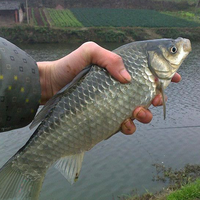 鯽魚拼音怎么讀_鯽魚拼音怎么拼寫聲調_鯽魚拼音怎么寫