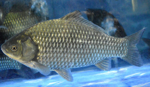 鯽魚拼音怎么寫_鯽魚拼音怎么拼寫聲調_鯽魚拼音怎么讀