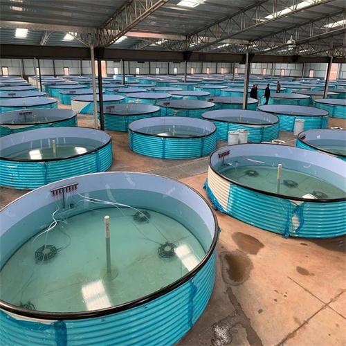 淡水魚石斑魚養殖_淡水魚石斑魚相似的魚_淡水石斑魚