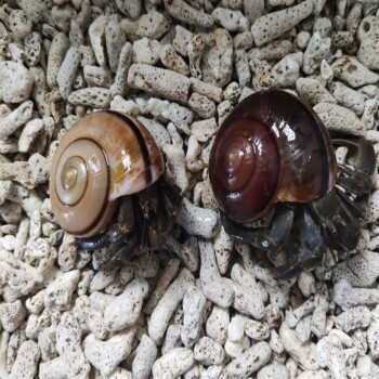 寄居蟹怎么養最好的朋友？的雜食性動物