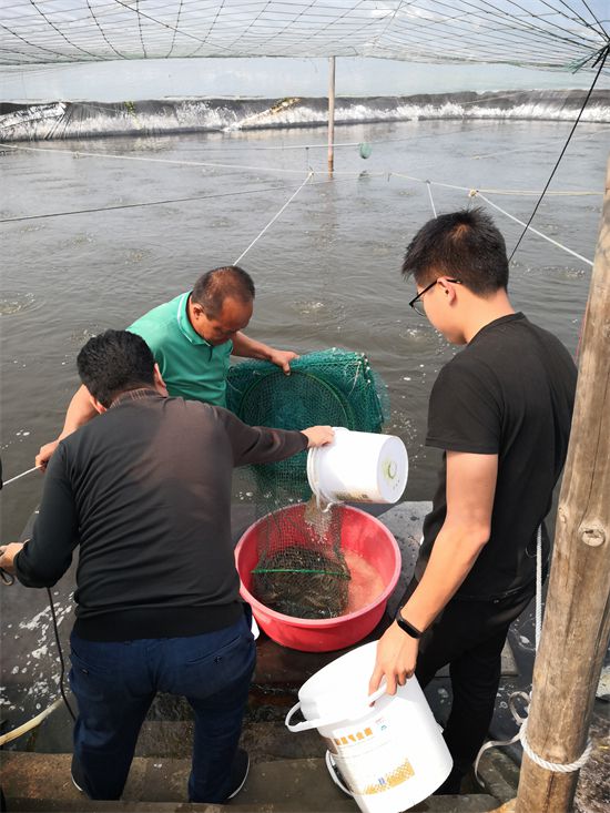 養殖河蝦一畝產多少斤_養殖河蝦喂什么飼料_河蝦養殖