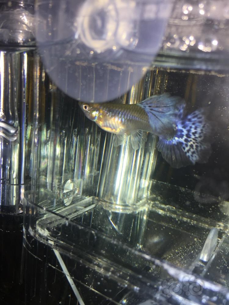 孔雀魚難產怎么辦怎么能幫到他_孔雀魚難產_孔雀魚難產什么樣子