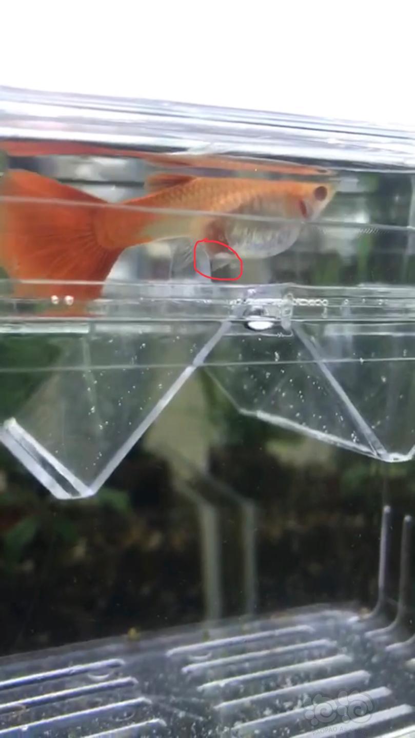 孔雀魚難產_孔雀魚難產什么樣子_孔雀魚難產怎么辦怎么能幫到他