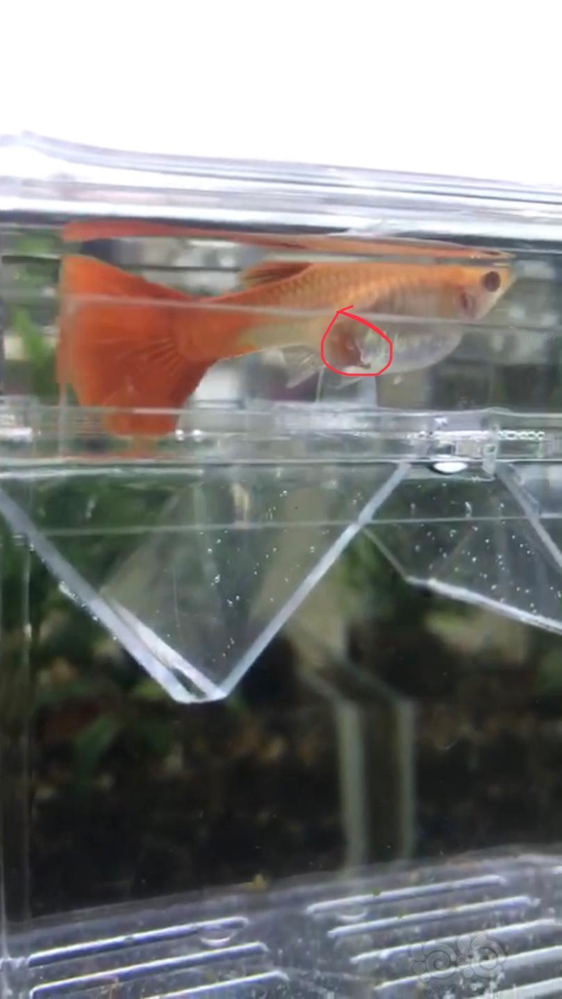 孔雀魚難產怎么辦怎么能幫到他_孔雀魚難產_孔雀魚難產什么樣子