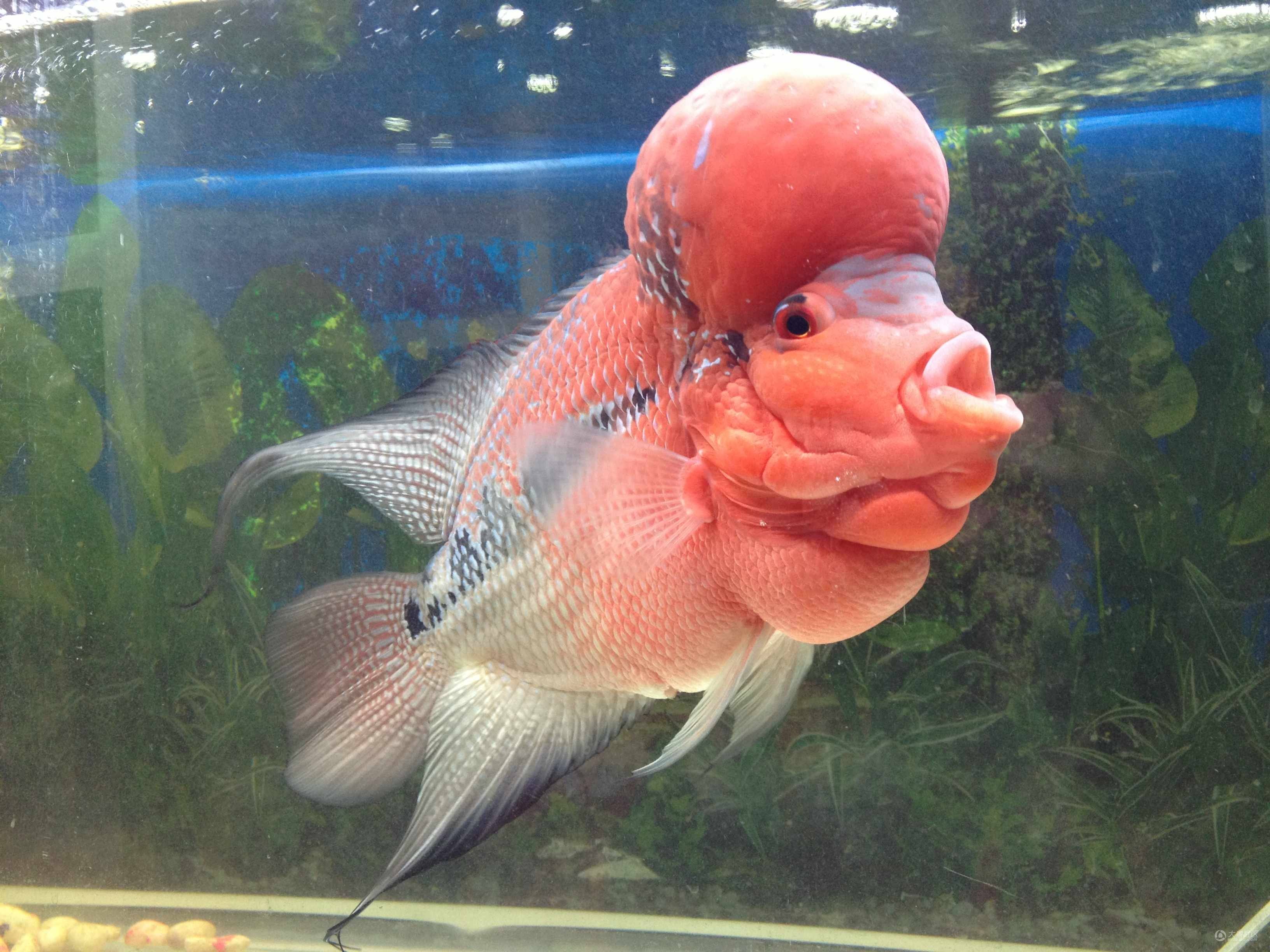 羅漢魚起頭_羅漢魚頭起了水泡_羅漢魚頭起水泡什么原因
