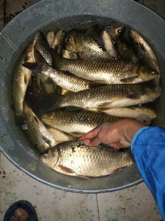 釣魚深秋技巧視頻_深秋釣魚技巧_深秋怎樣釣魚