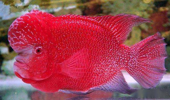 羅漢魚頭起了水泡_羅漢魚頭起的很小還會長大嗎_羅漢魚起頭