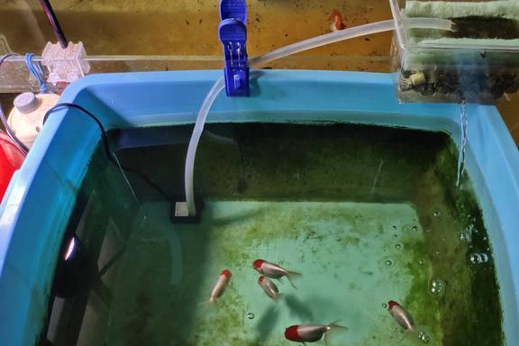 養熱帶魚老死_十大養不死的熱帶魚_熱帶魚死因