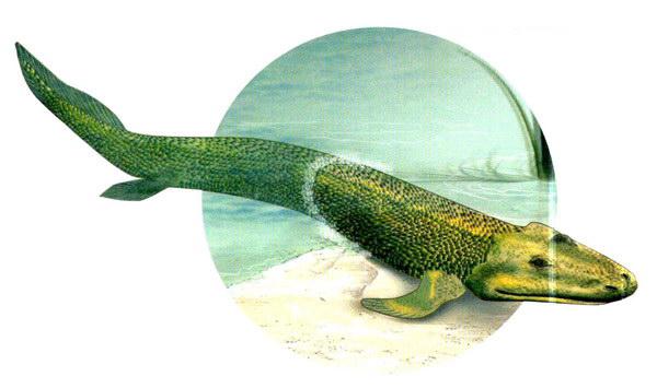 南美肺魚 寒冷的冬天，魚兒依然在水中自由自在的游著