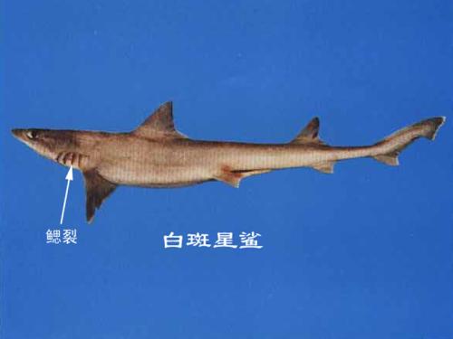 南美肺魚_肺魚的視頻_南美肺魚圖片