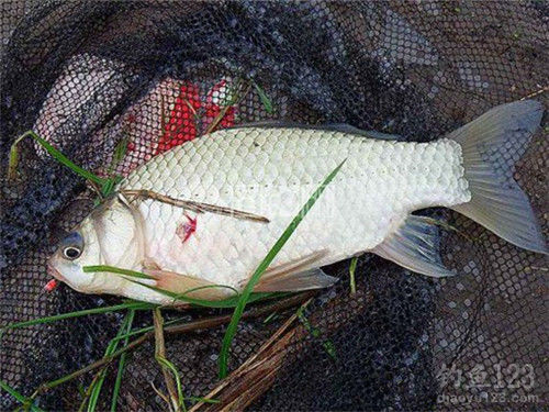 釣魚技巧調漂方法視頻_釣魚技巧調漂方法1_釣魚調漂技巧