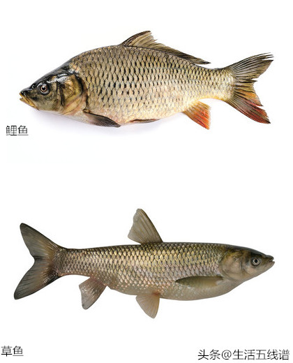 軍魚和草魚的區別_軍魚和草魚一起養嗎_軍魚可以和草魚混養嗎