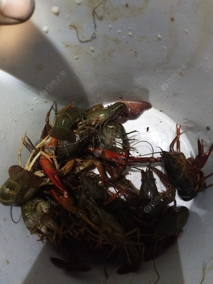 釣蝦場釣蝦技巧_釣蝦技巧_釣蝦技巧攻略
