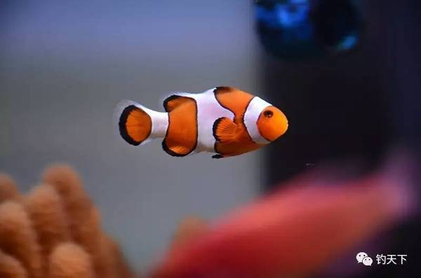 養小丑魚攻略_小丑魚養殖技術教程_小丑魚怎么養