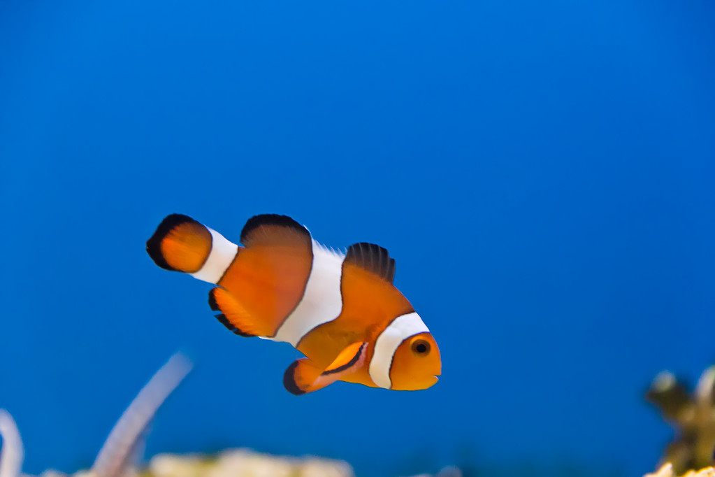 養小丑魚攻略_小丑魚養殖技術教程_小丑魚怎么養