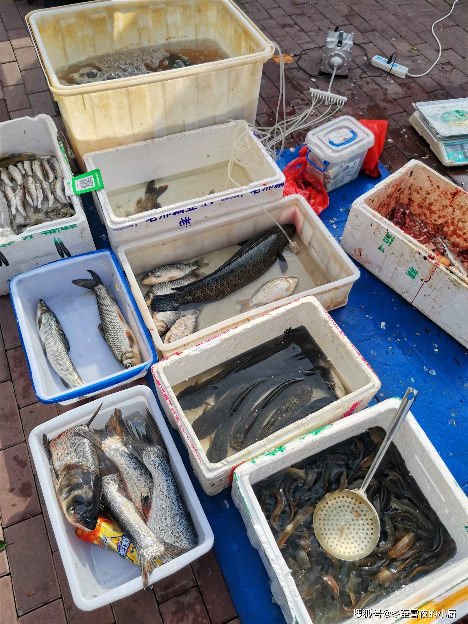 黑魚多少錢一斤_黑魚多少錢一斤_黑魚多少錢一斤