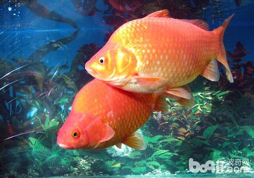 金魚的演變過程_金魚是由什么魚演變而來的_演變而來金魚魚是什么歌