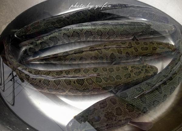 2斤重黑頭魚多少錢一斤1、鮮活的大黑頭