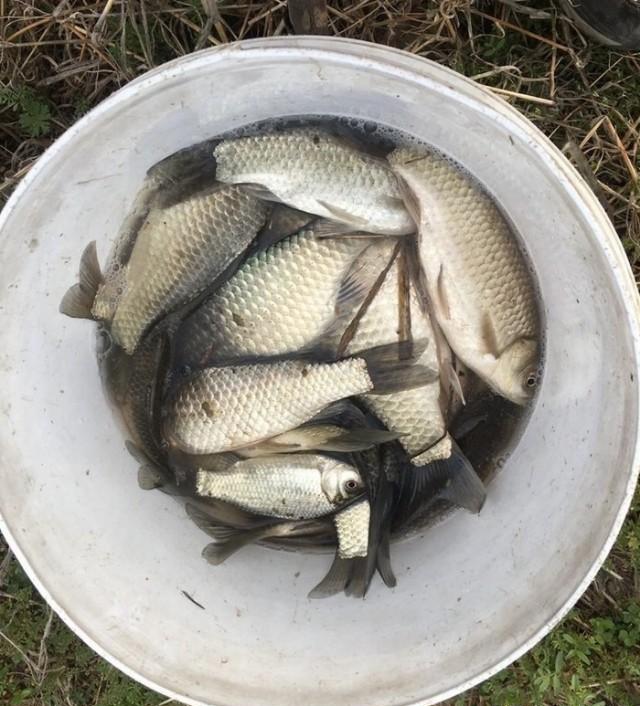 野釣鯽魚的技巧_鯽魚野釣方法_鯽魚技巧野釣視頻教程