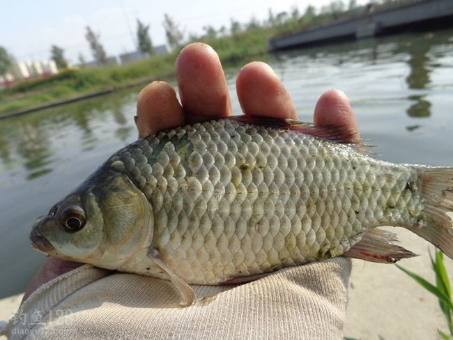 野釣鯽魚的技巧_鯽魚野釣方法_鯽魚技巧野釣視頻教程